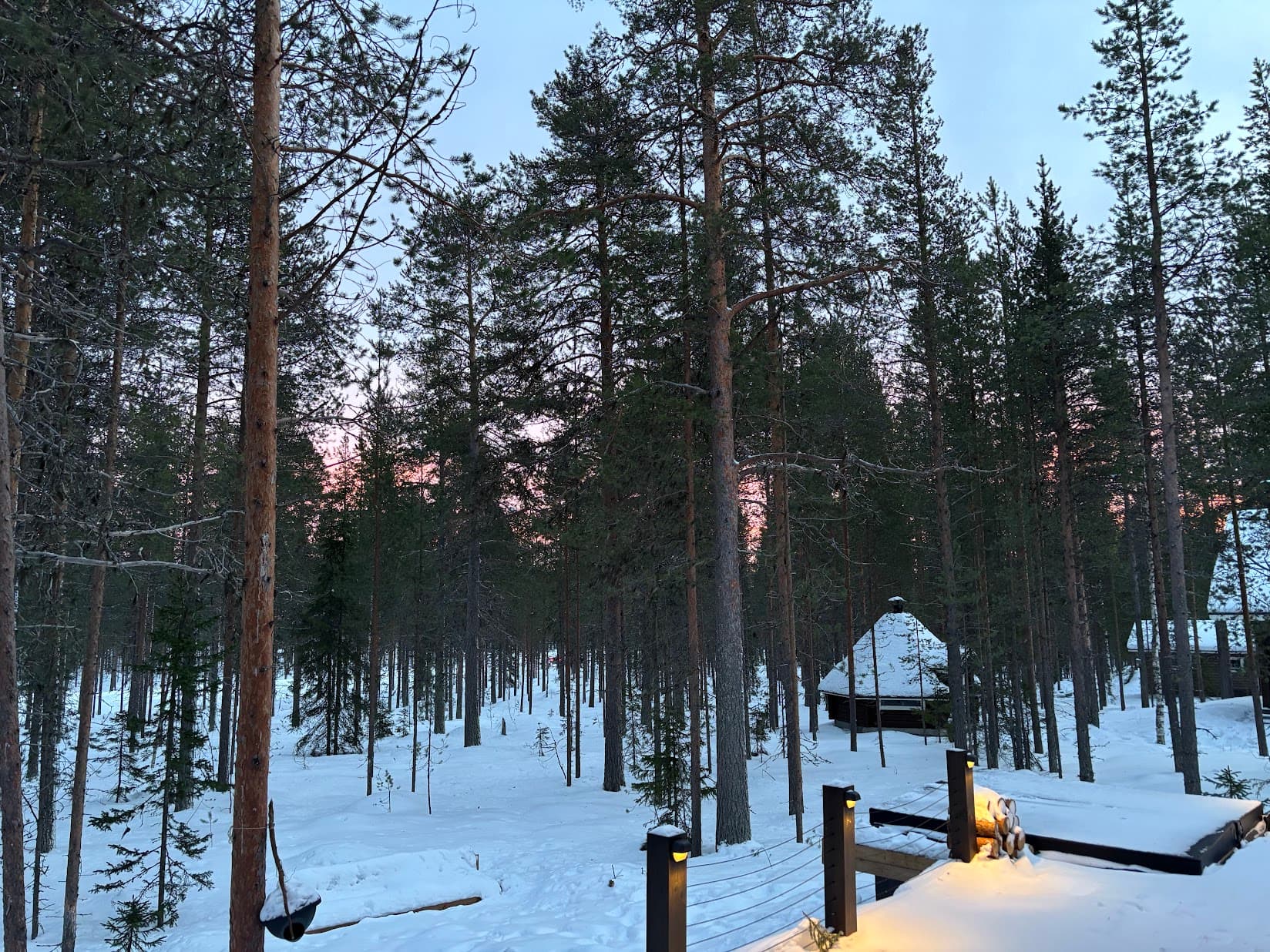 Snow-laden pines in the private forest around the cabin at dusk